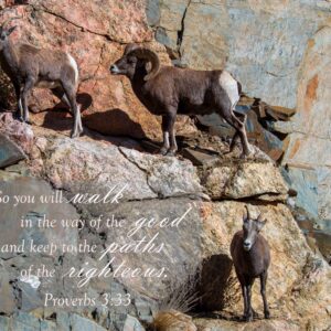 Righteous Big Horn Sheep